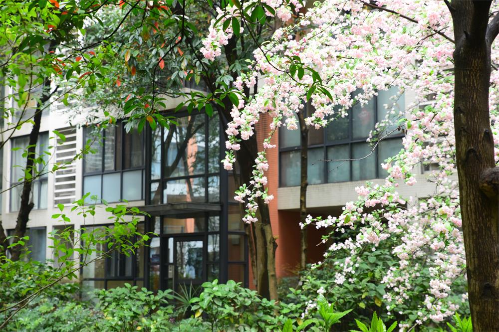 1521704370152981.jpg 花开海棠.jpg